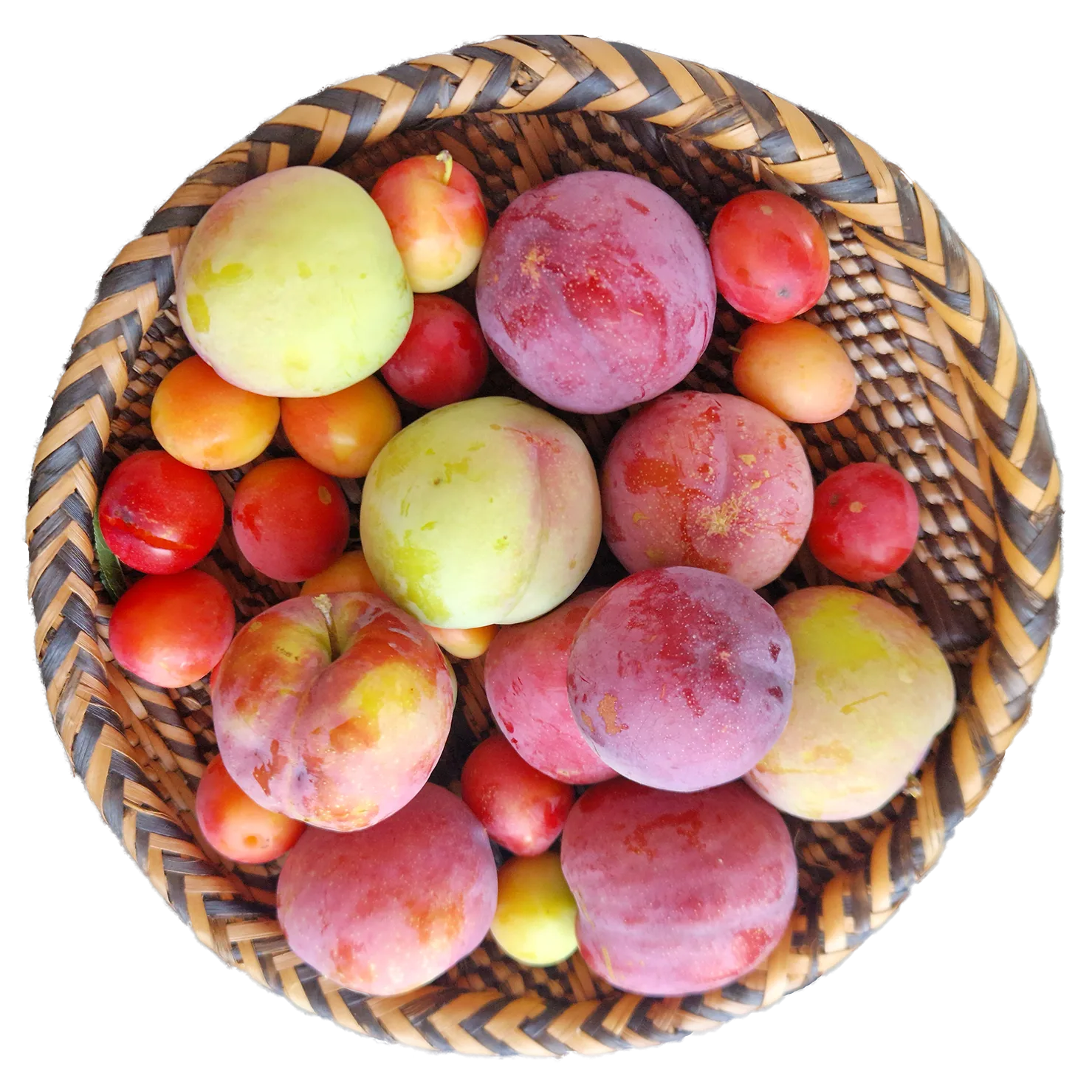 A rich harvest of ripe plums